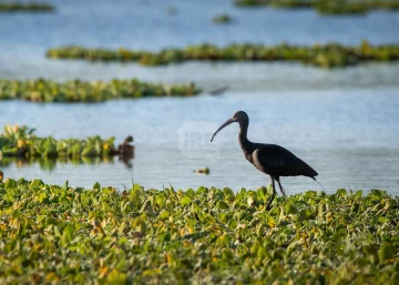 Descubriendo la vida del río: Taller sobre biodiversidad del Paraná en Puerto