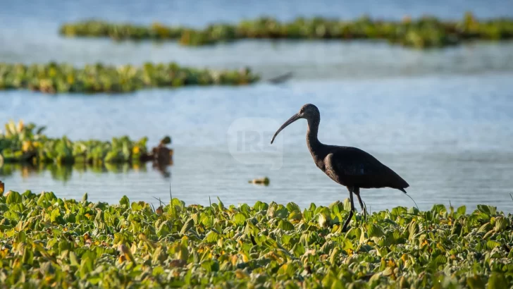 Descubriendo la vida del río: Taller sobre biodiversidad del Paraná en Puerto