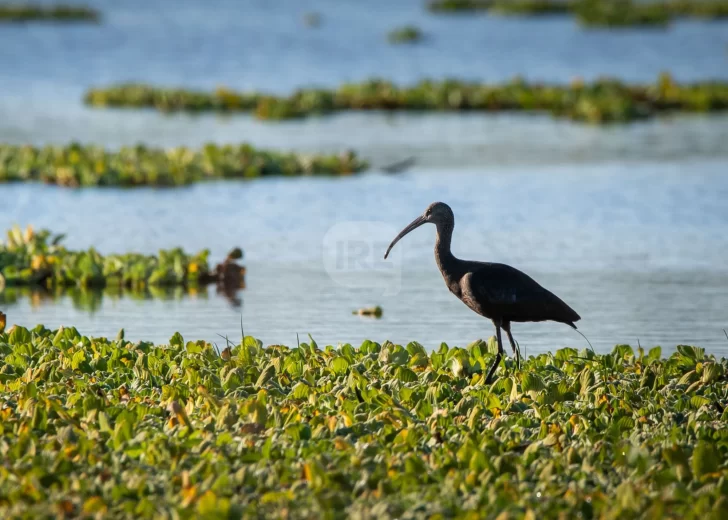 Descubriendo la vida del río: Taller sobre biodiversidad del Paraná en Puerto