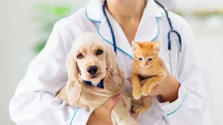 Puerto refuerza la salud animal con jornadas de vacunación y desparasitación