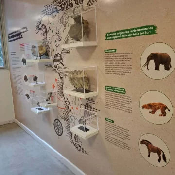 Fósiles y ciencia: el Museo del Río Paraná inauguró una nueva sala de colecciones visitable