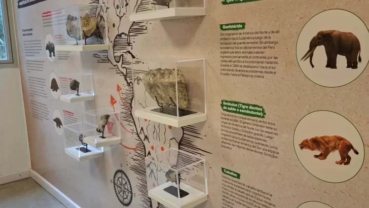 Fósiles y ciencia: el Museo del Río Paraná inauguró una nueva sala de colecciones visitable