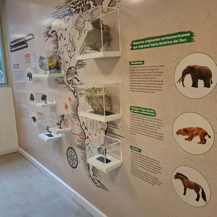 Fósiles y ciencia: el Museo del Río Paraná inauguró una nueva sala de colecciones visitable