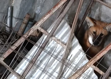 Rescataron a un aguará guazú en un galpón de materiales de construcción en Coronda