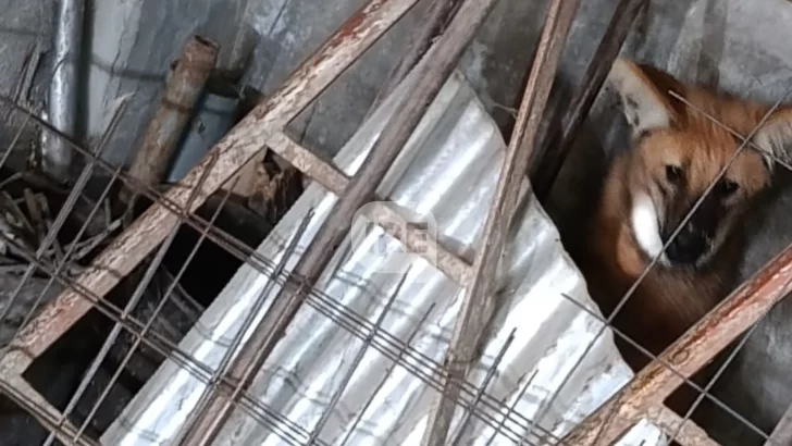 Rescataron a un aguará guazú en un galpón de materiales de construcción en Coronda