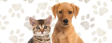 Carrizales realizará una jornada de castración masiva y gratuita para perros y gatos