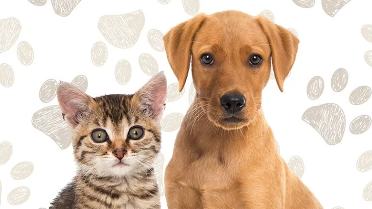 Carrizales realizará una jornada de castración masiva y gratuita para perros y gatos