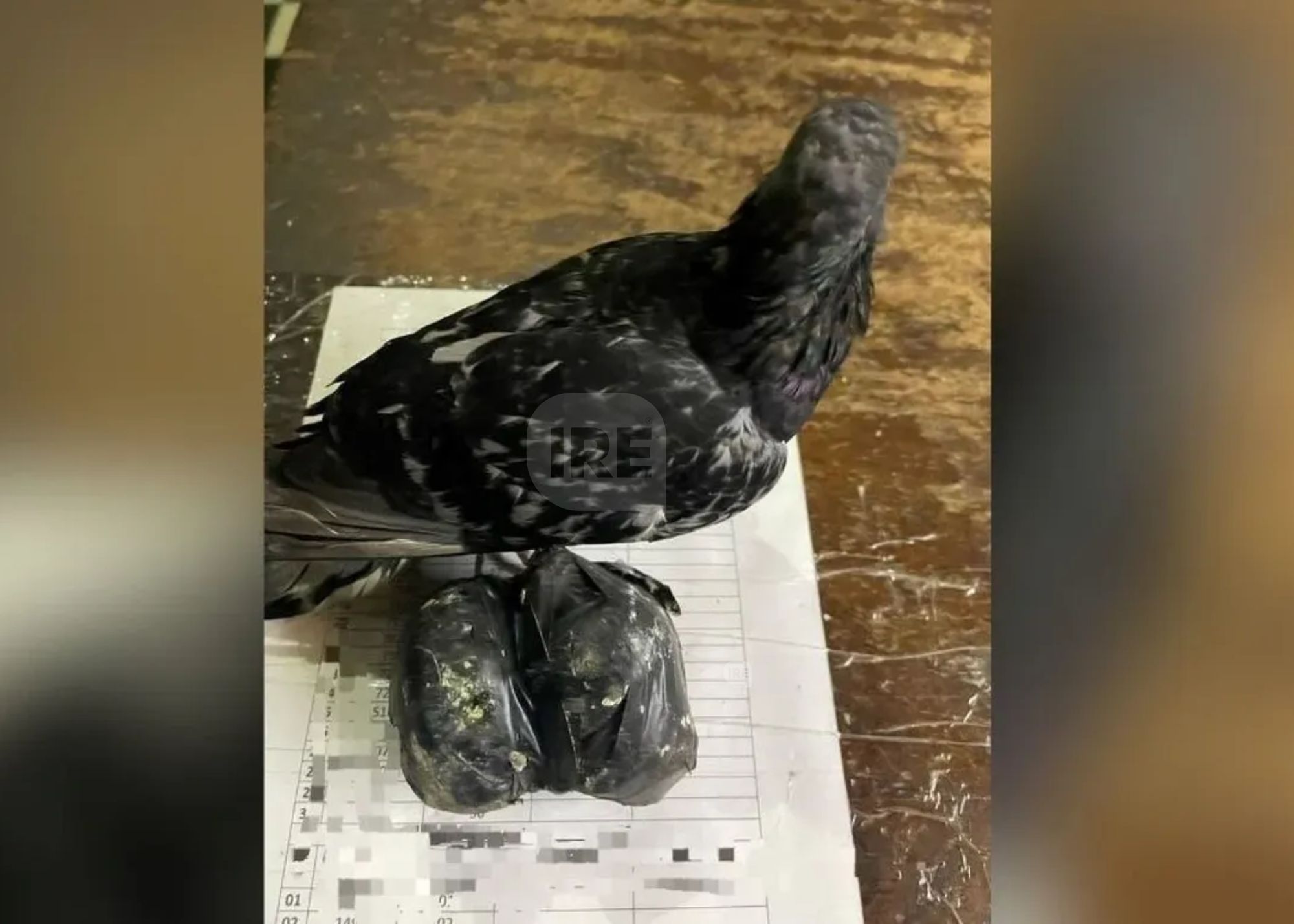 Otra vez: Hallaron una paloma con marihuana cerca de la cárcel de Coronda
