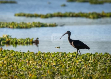 Reunión, planificación y diagnostico del Parque Nacional Islas Santa Fe