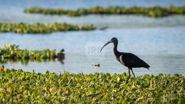 Reunión, planificación y diagnostico del Parque Nacional Islas Santa Fe