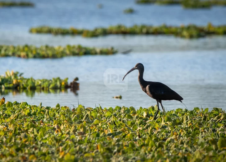Reunión, planificación y diagnostico del Parque Nacional Islas Santa Fe