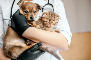 Continúa la campaña de vacunación antirrábica gratuita para caninos y felinos en Monje