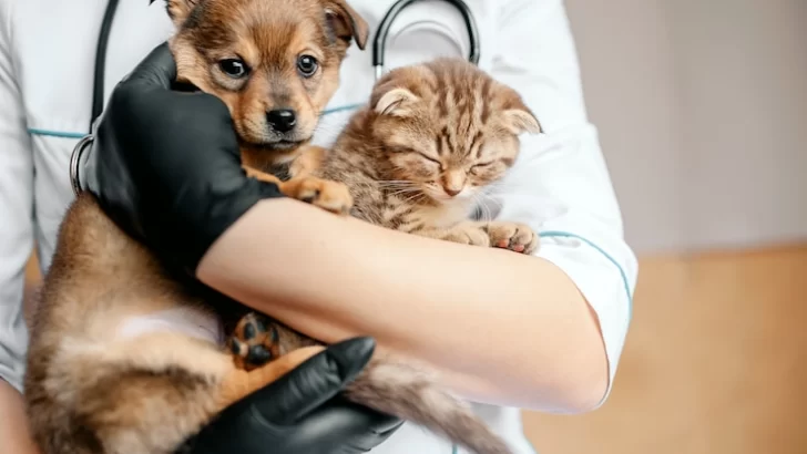 Continúa la campaña de vacunación antirrábica gratuita para caninos y felinos en Monje