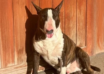 Horror en San Lorenzo: Denunciaron a una mujer de asesinar a puñaladas al perro de su vecino