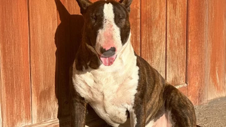 Horror en San Lorenzo: Denunciaron a una mujer de asesinar a puñaladas al perro de su vecino