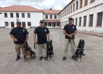 La intervención de Bono: un perro de la PDI detectó marihuana en un insólito escondite
