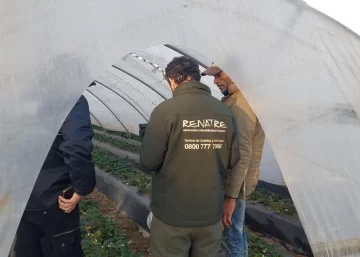 Detectan condiciones laborales precarias en la cosecha de frutilla en Coronda