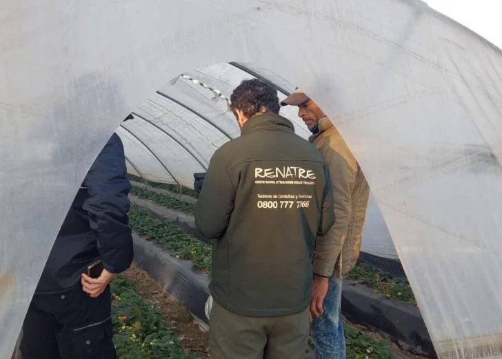 Detectan condiciones laborales precarias en la cosecha de frutilla en Coronda