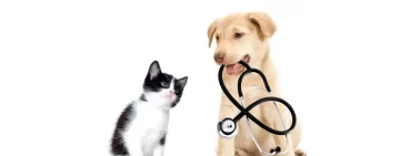 Barrancas lanza una campaña de esterilización para perros y gatos comunitarios o en adopción