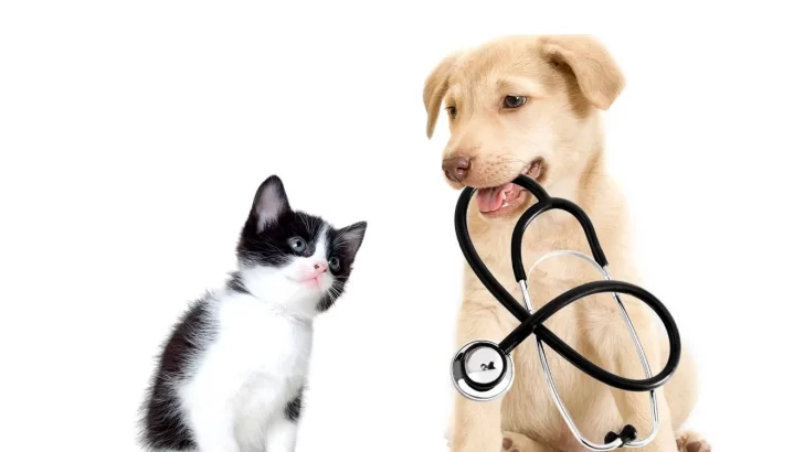 Barrancas lanza una campaña de esterilización para perros y gatos comunitarios o en adopción