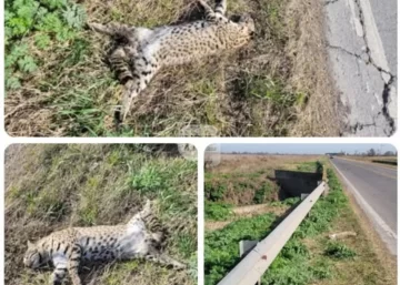 Encontraron a un gato montés atropellado en Ruta 91 entre Serodino y Totoras