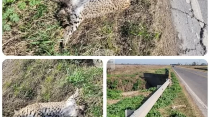 Encontraron a un gato montés atropellado en Ruta 91 entre Serodino y Totoras
