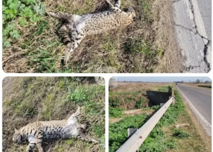 Encontraron a un gato montés atropellado en Ruta 91 entre Serodino y Totoras