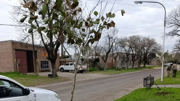 Maciel avanza hacia un futuro más verde con la plantación de 60 árboles