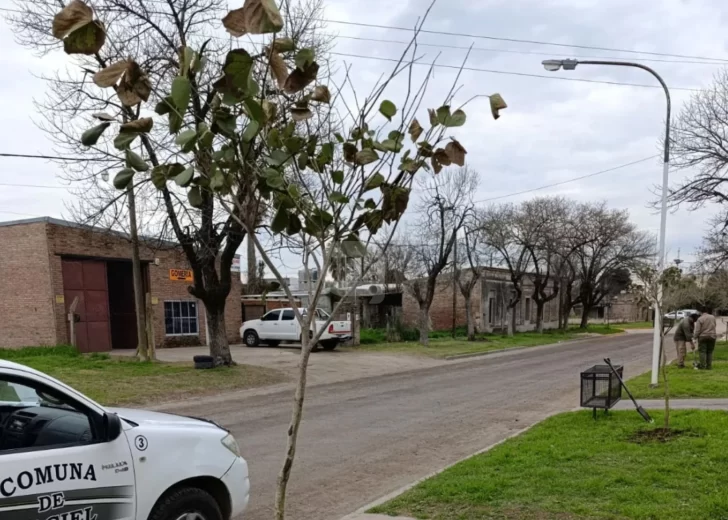 Maciel avanza hacia un futuro más verde con la plantación de 60 árboles