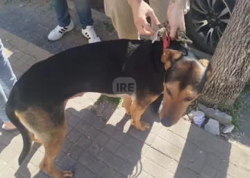 Rescataron a un perro encerrado en un vehículo en Capitán Bermúdez