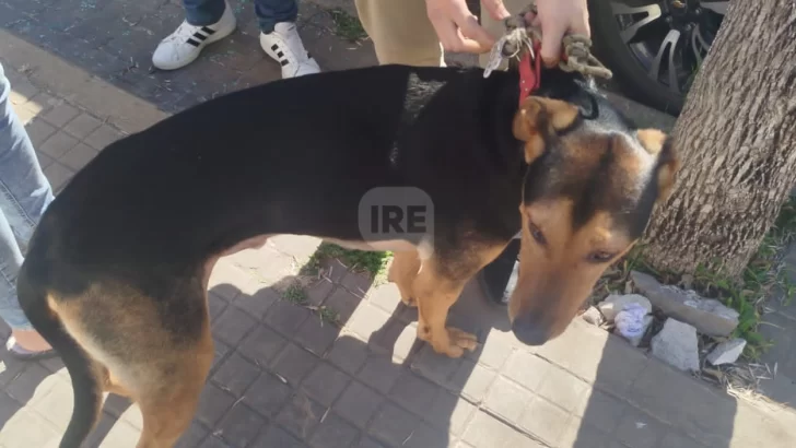 Rescataron a un perro encerrado en un vehículo en Capitán Bermúdez