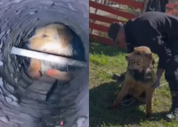 Emotivo rescate en Funes: un perro quedó atrapado en una columna de alumbrado