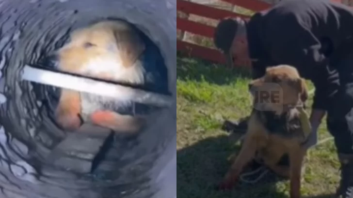 Emotivo rescate en Funes: Un perrito quedó atrapado en una columna de alumbrado