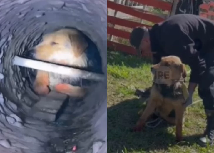 Emotivo rescate en Funes: un perro quedó atrapado en una columna de alumbrado