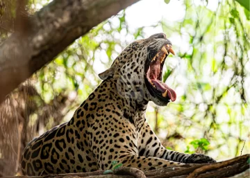 Histórico fallo: condenan a tres cazadores a dos años de prisión por matar un yaguareté en Formosa