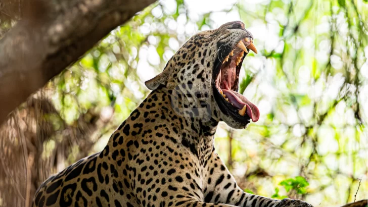 Histórico fallo: condenan a tres cazadores a dos años de prisión por matar un yaguareté en Formosa