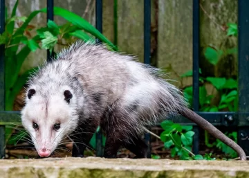 Cómo actuar ante la aparición de fauna silvestre: San Lorenzo ofrece una charla abierta a la comunidad