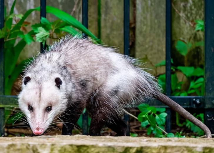 Cómo actuar ante la aparición de fauna silvestre: San Lorenzo ofrece una charla abierta a la comunidad