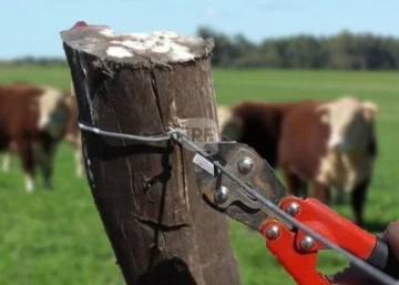 Alerta por robo abigeato en las islas: Un productor encontró una vaca faenada y otra agonizando