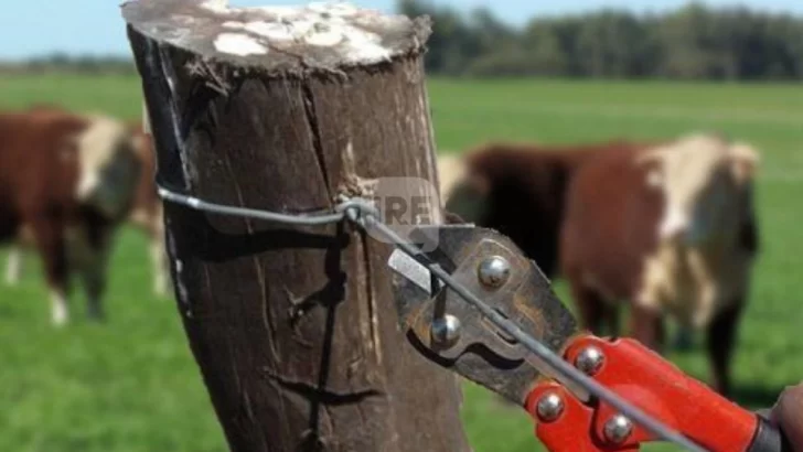 Alerta por robo abigeato en las islas: Un productor encontró una vaca faenada y otra agonizando