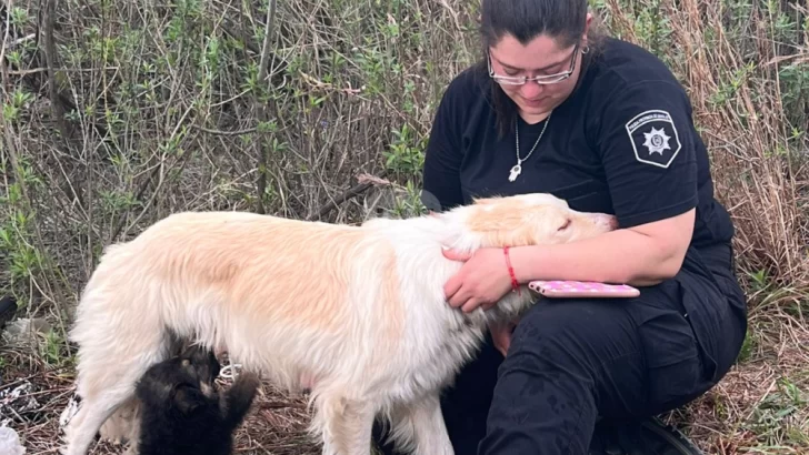 Una historia que llena el alma: Rescataron a la perra y se reencontró con sus cachorros
