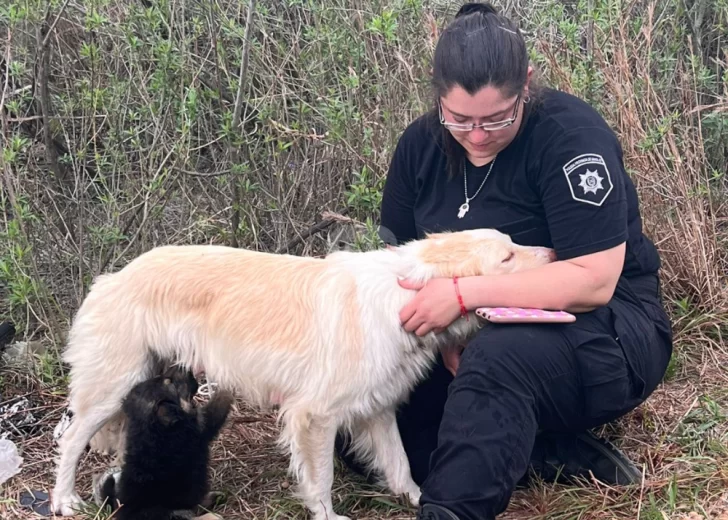 Una historia que llena el alma: Rescataron a la perra y se reencontró con sus cachorros