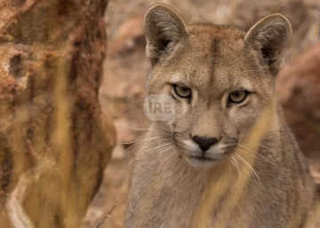 Alarma en Roldán por posible ataque de un puma a animales de granja
