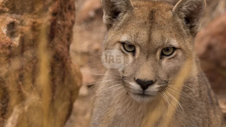 Alarma en Roldán por posible ataque de un puma a animales de granja