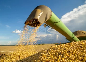 Fuerte baja en la liquidación del agro en agosto, pero el año sigue en alza