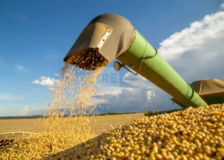 Fuerte baja en la liquidación del agro en agosto, pero el año sigue en alza