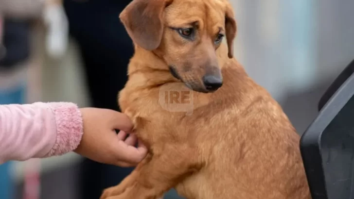 Exitosa campaña de castración en Timbúes: 95 mascotas fueron intervenidas