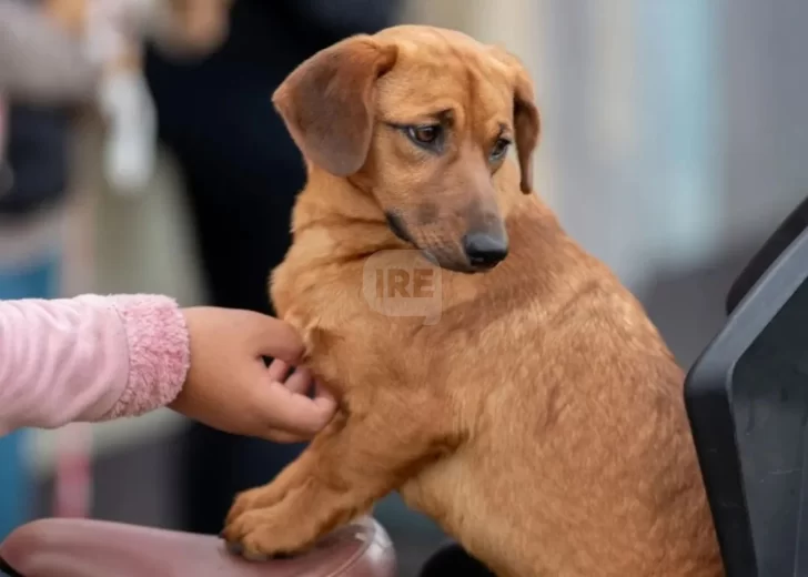 Exitosa campaña de castración en Timbúes: 95 mascotas fueron intervenidas