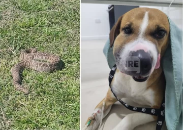 Un perro fue mordido por una yarará en San Lorenzo y se encienden alarmas tras el temporal