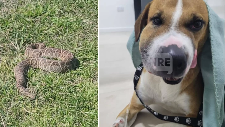 Un perro fue mordido por una yarará en San Lorenzo y se encienden alarmas tras el temporal